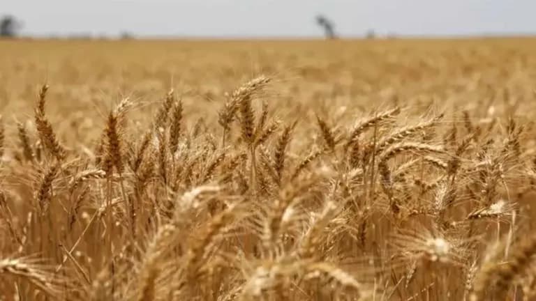 زيادة قياسية في توريدات القمح بالبحيرة