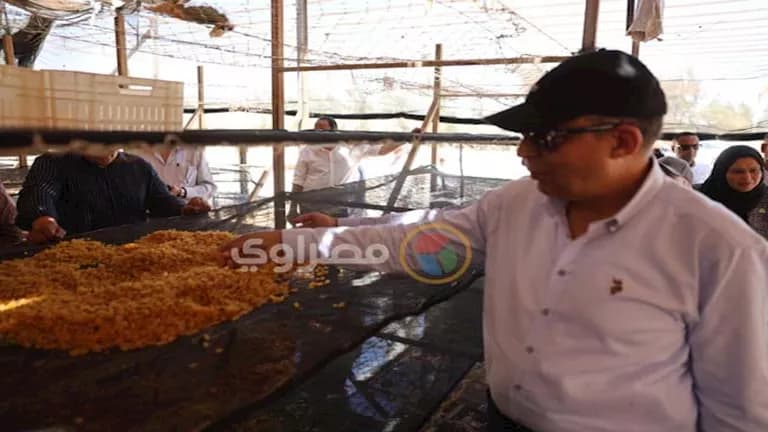 محافظ المنيا يراجع موسم العنب والزبيب