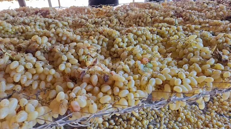 How Grapes Become Raisins