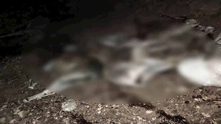 ضبط 3 متهمين بحادثة حمير مذبوحة في سوهاج