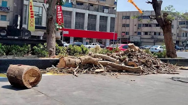 رئيس حي العجوزة يكشف ضوابط قطع الأشجار
