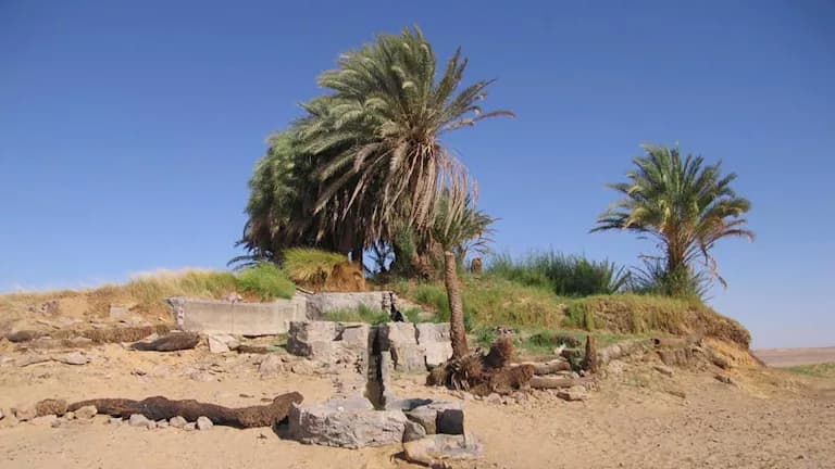 Abzib Al-Hafr Oasis Refuge from White Desert