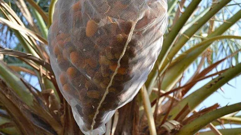 New Valley Readies for Date Harvest Season