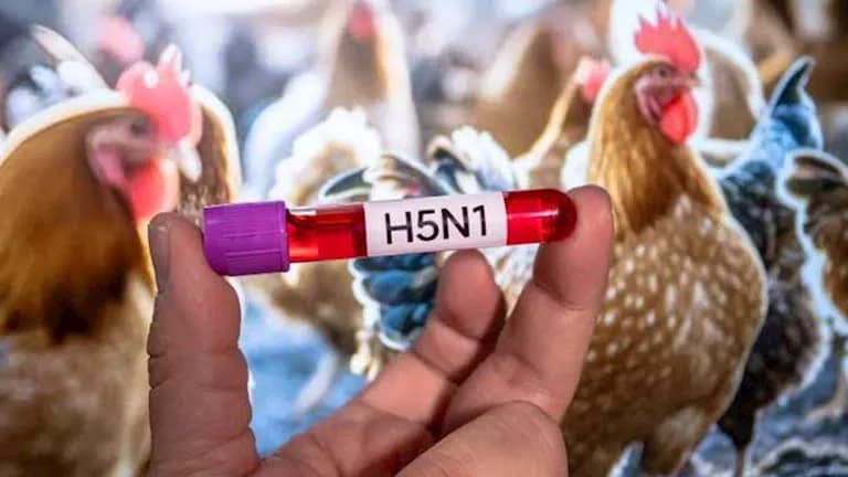 Australia reports first H5N1 case