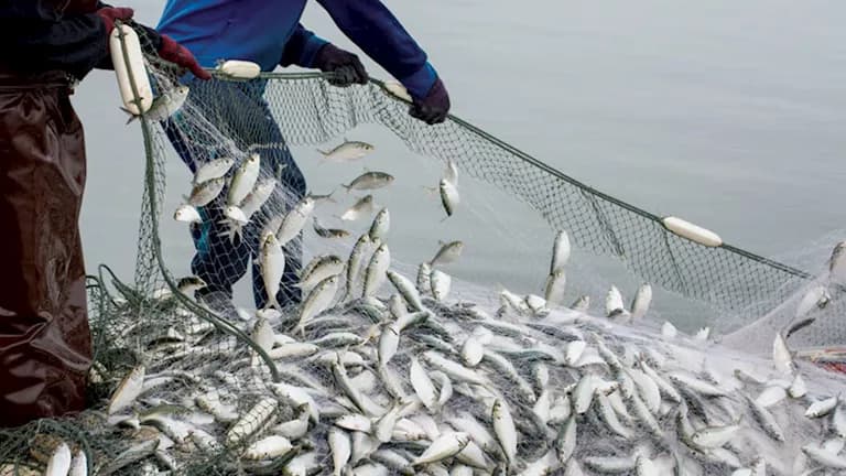 Natural fisheries account for 22.5% of Egypt's fish output