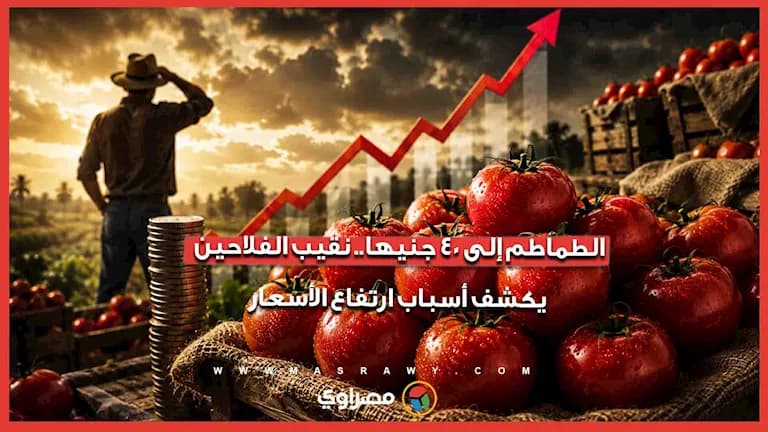 نقيب الفلاحين يوضح سبب ارتفاع الطماطم