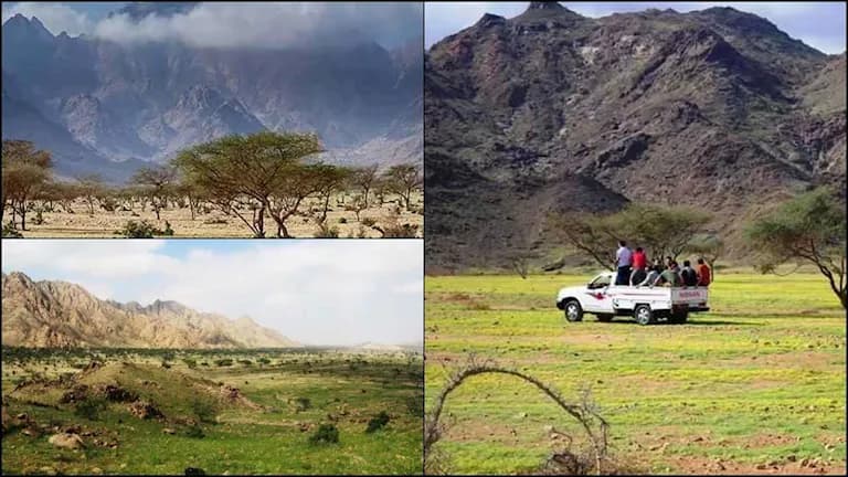 Forests Above Clouds in Jabal ‘Olbah
