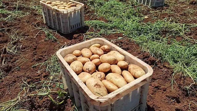 Agriculture Pushes for Local Potato Seeds