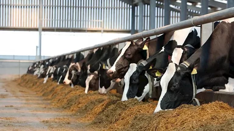 Agriculture issues licenses and feed registrations in August