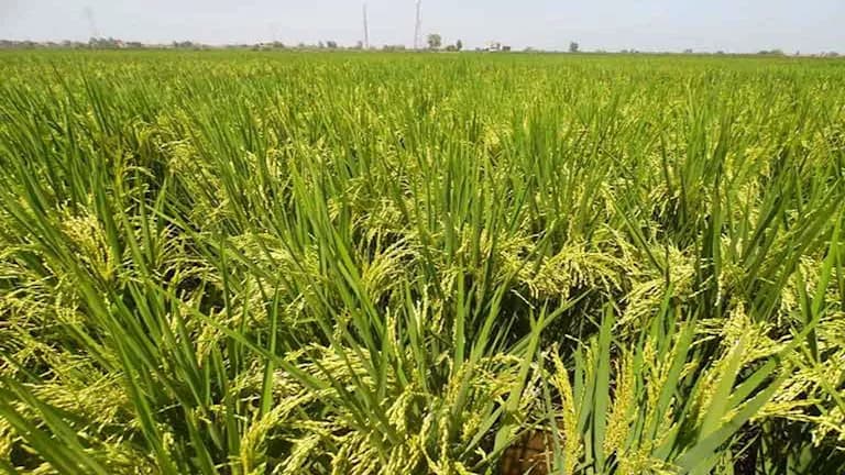 Agriculture Drops 7% in Climate Cost Projection