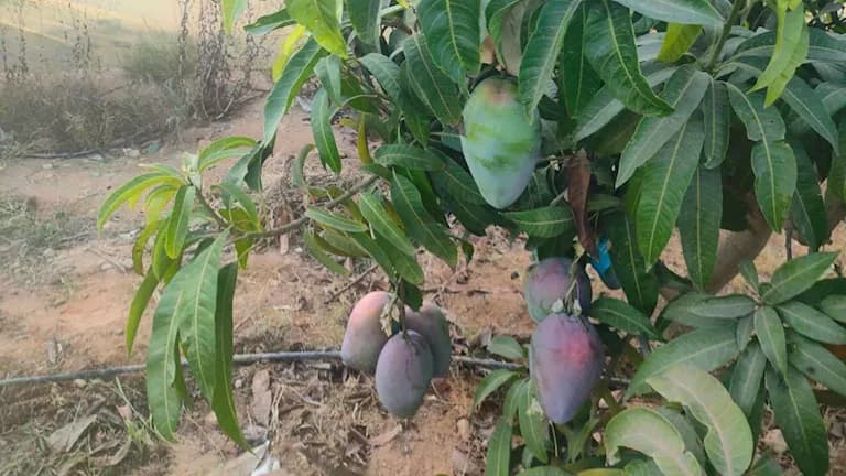 Fayoum Farms Turns to Mango Cultivation
