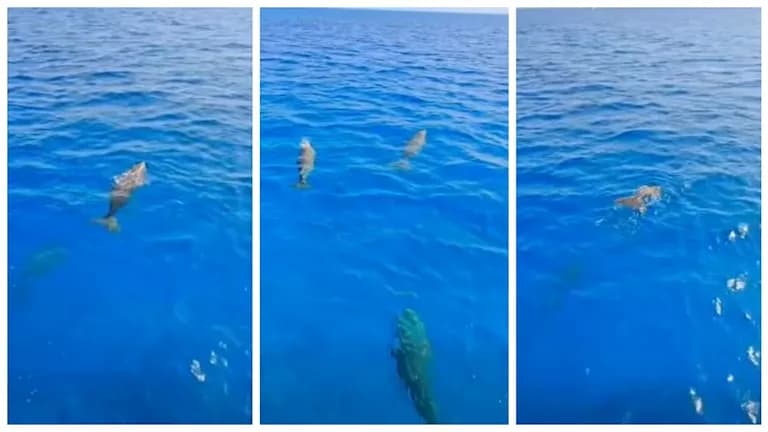 Photos of Three Mermaids in Hurghada Waters