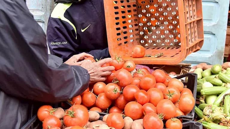 انخفاض سعر الطماطم نحو 10 جنيهات