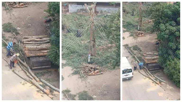 Controversy over Janzour Trees in Menoufia