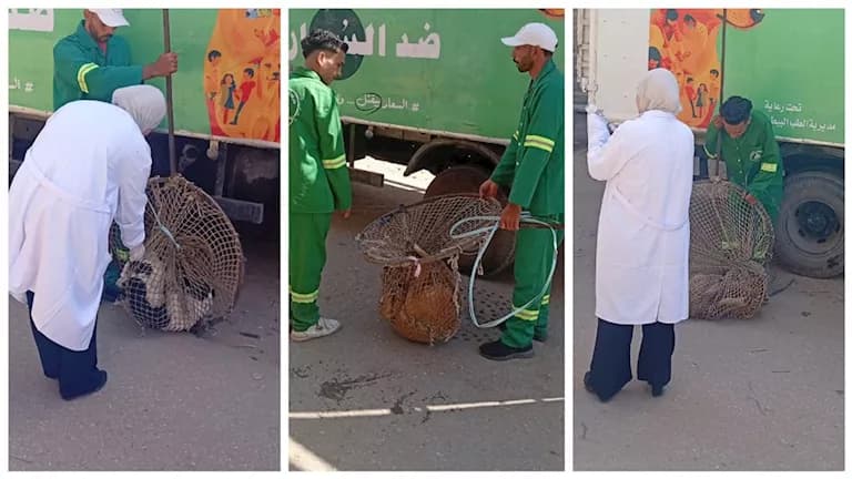 حملة الدقهلية لمكافحة الكلاب الضالة