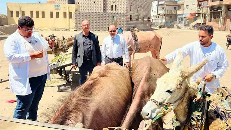 Dakahlia Vet Department Starts Medical Convoy