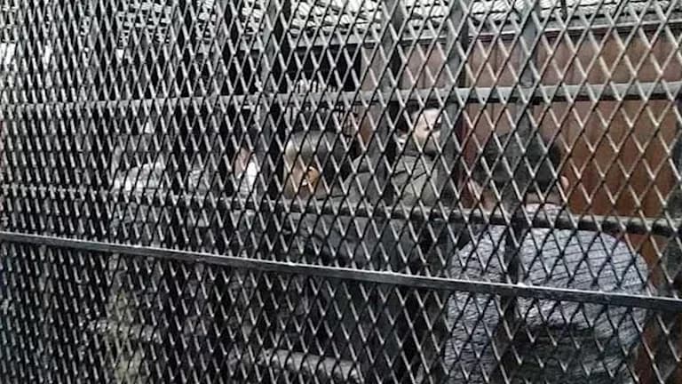 Worker receives 3 years and fine for Tramadol trafficking
