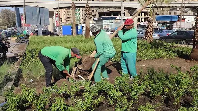 نموذج تشجير شارع إبراهيم أبو النجا