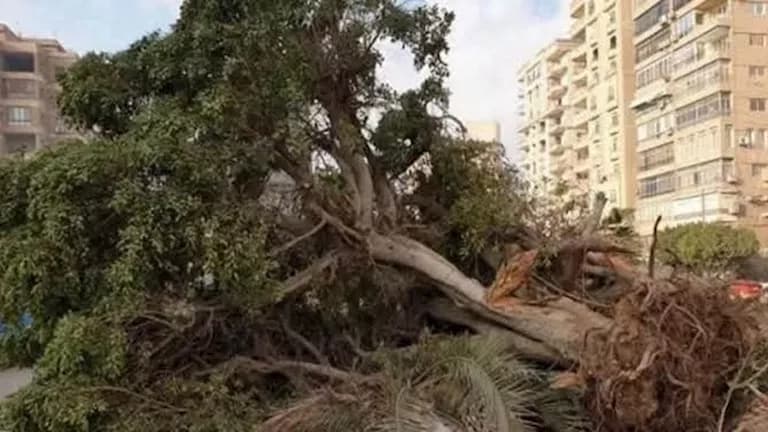 خبير يندد بتدمير أشجار مول العرب