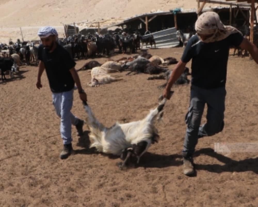 مستوطنون يهاجمون دير إبزيع وعيّن عريك غرب رام الله