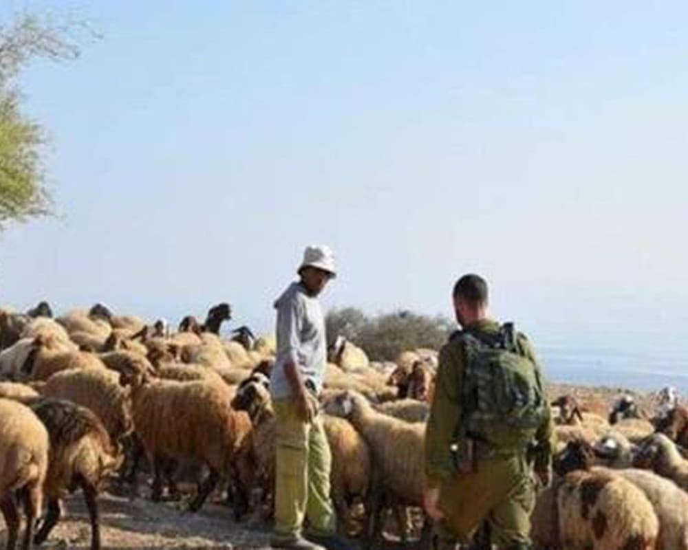 مستوطن يعتدي على الأغنام في كيسان