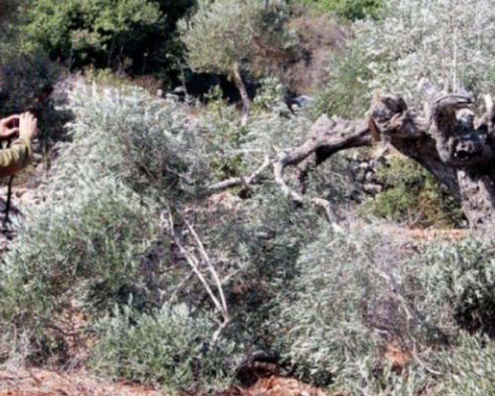 مستوطنون يتلفون 120 شجرة زيتون في مسافر يطا