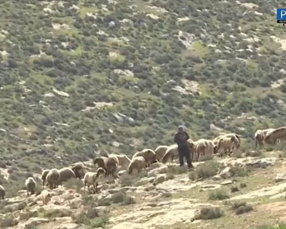 Settlers Steal Palestinian Livestock