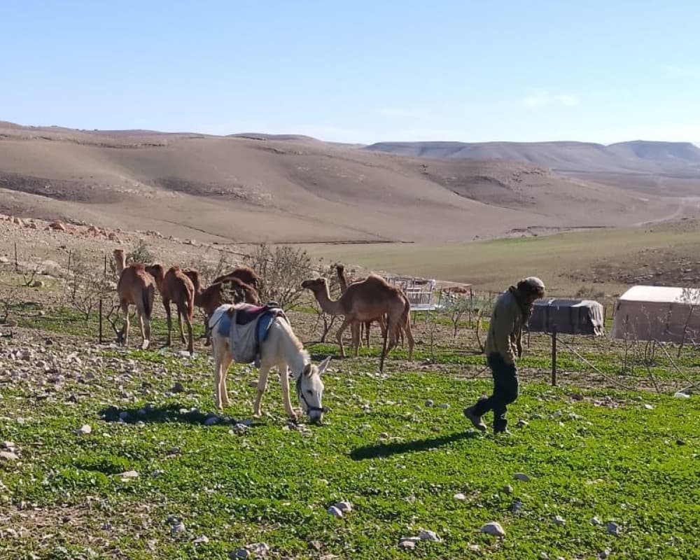 مستعمر يطلق مواشيه في أراضي الطيبة يسبب أضراراً زراعية