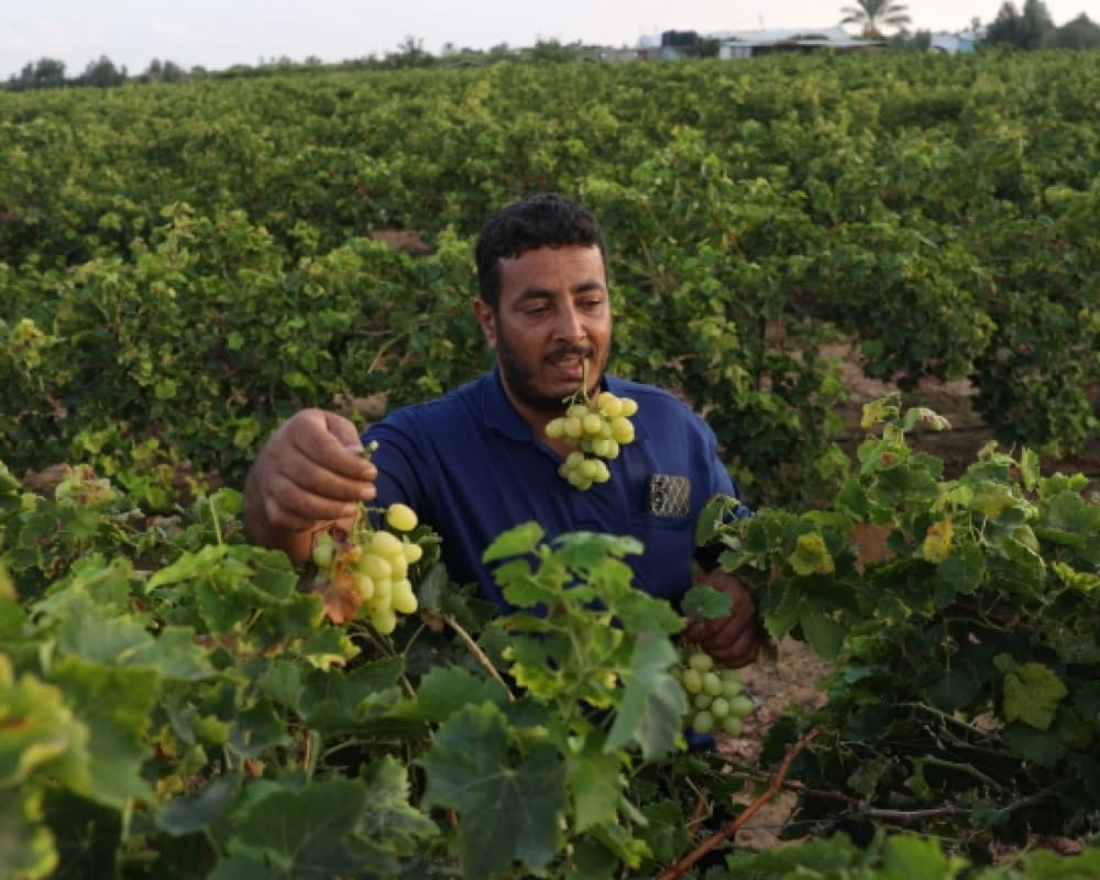 Israeli Shelling Causes Gaza Damage and Crops Losses