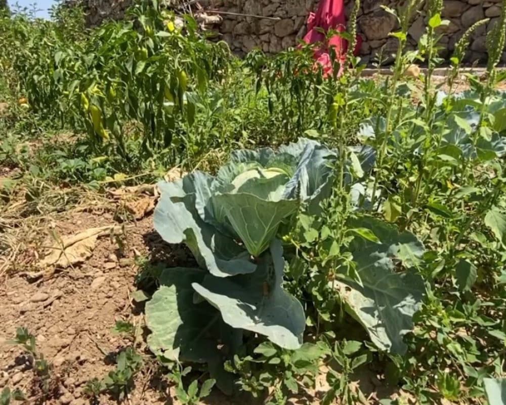 PNN Video: Spring Waters Revive Traditional Farming