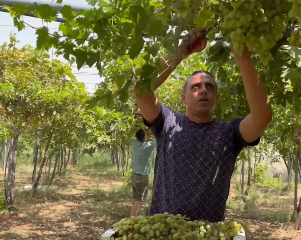 Arraba grape farm removal and tree threats