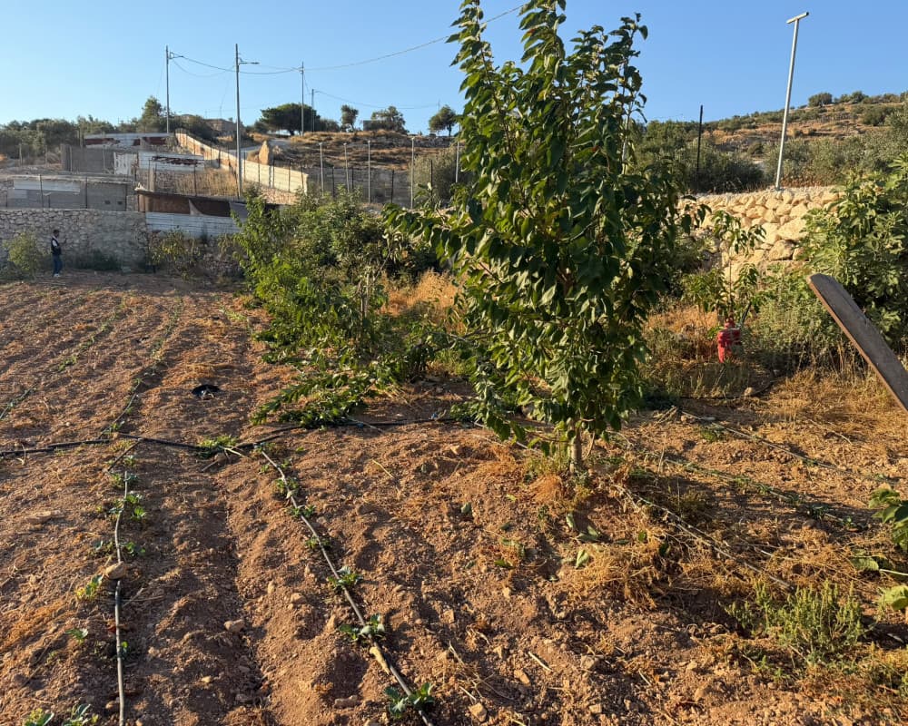 Settlement attacks on Khalil al-Louz lands