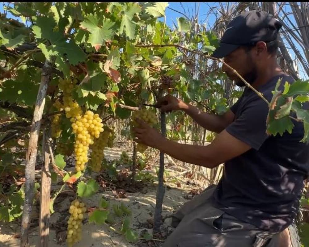 Gaza Vineyards Destroyed by Conflict