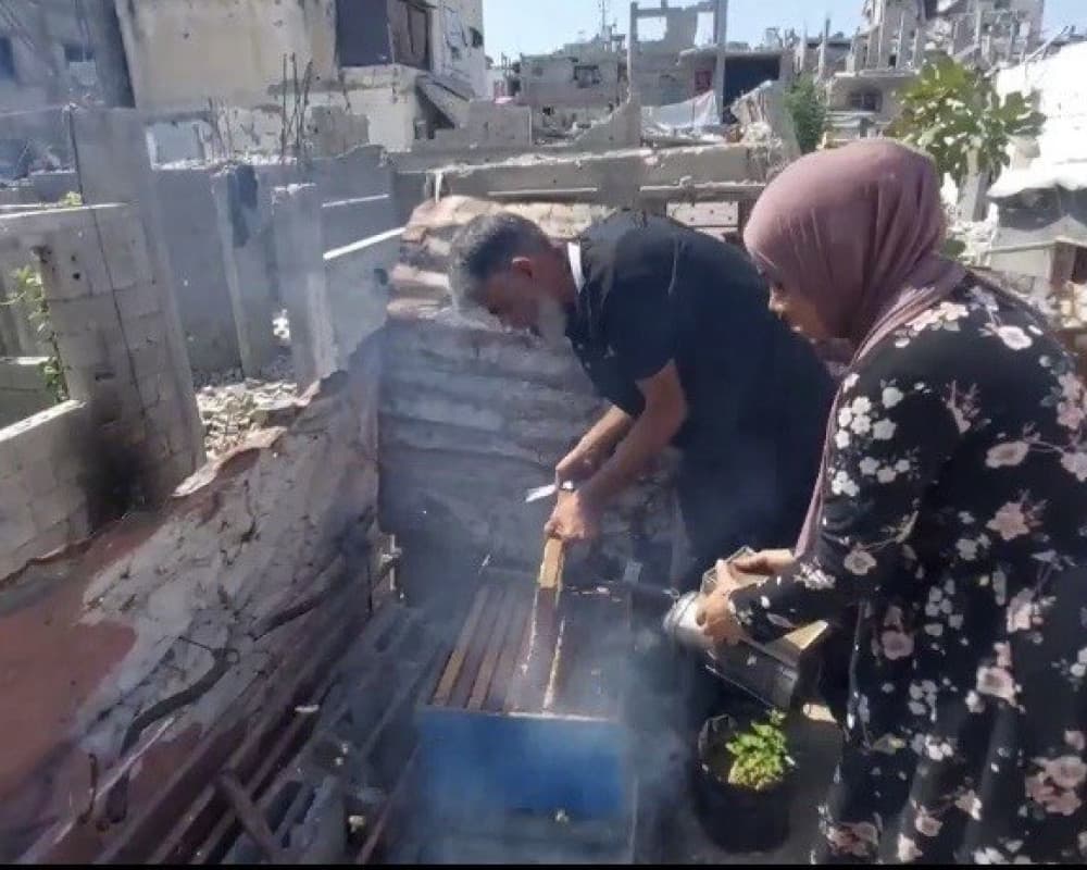 Gaza Beekeepers Seek Environmental Revival