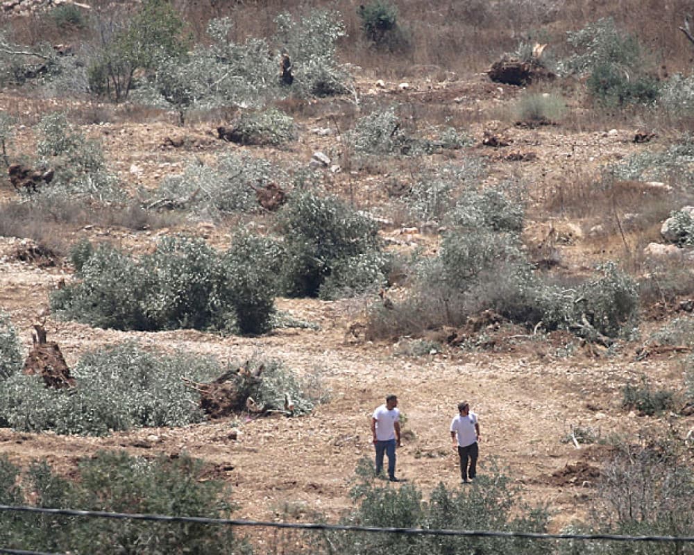 Israel boosts West Bank forces during olive harvest