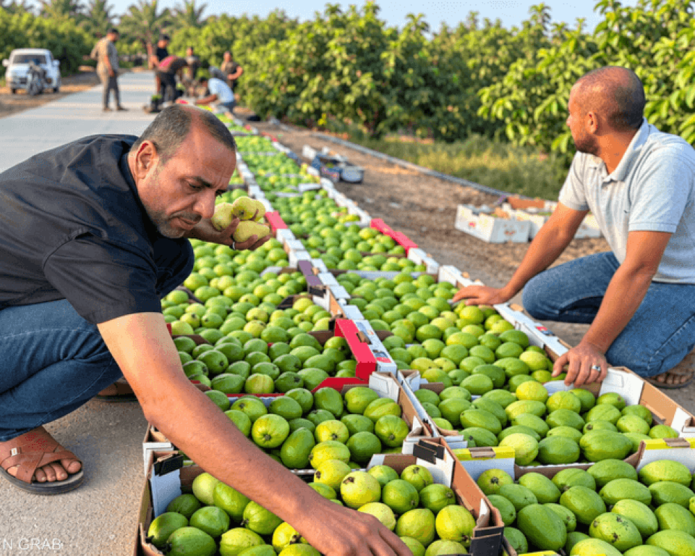 Guava prices soar in Gaza
