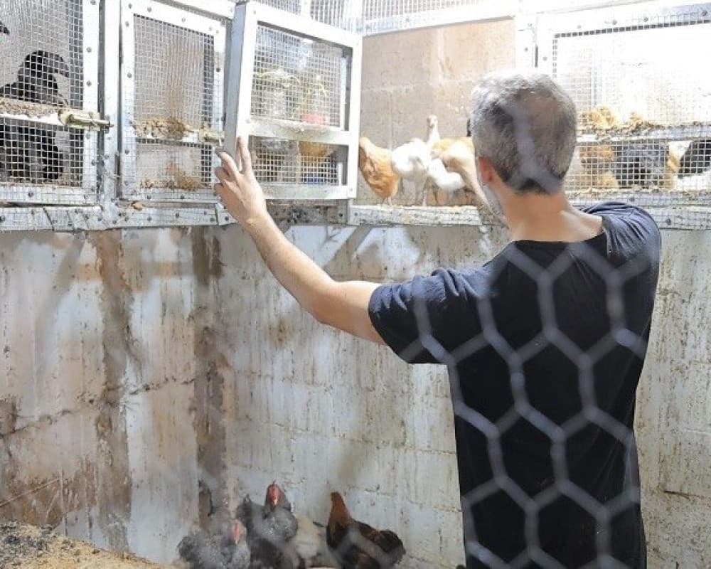 طبيب فلسطيني يروي حب تربية الطيور