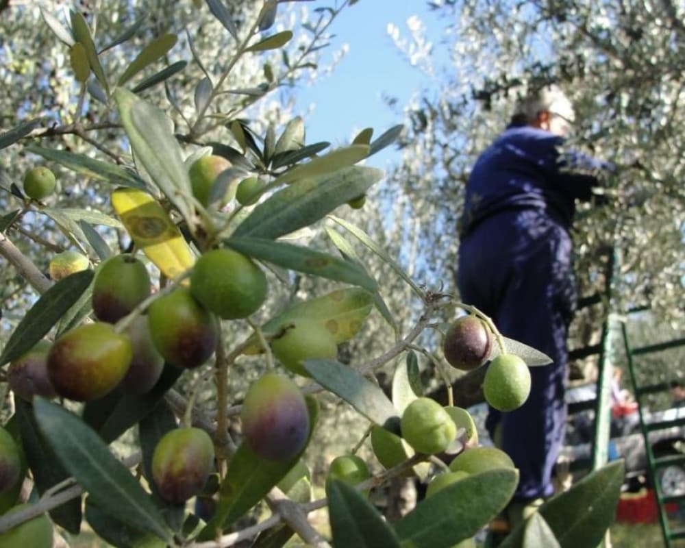 Al-Zira'a Reveals 2026 Olive Harvest Schedule