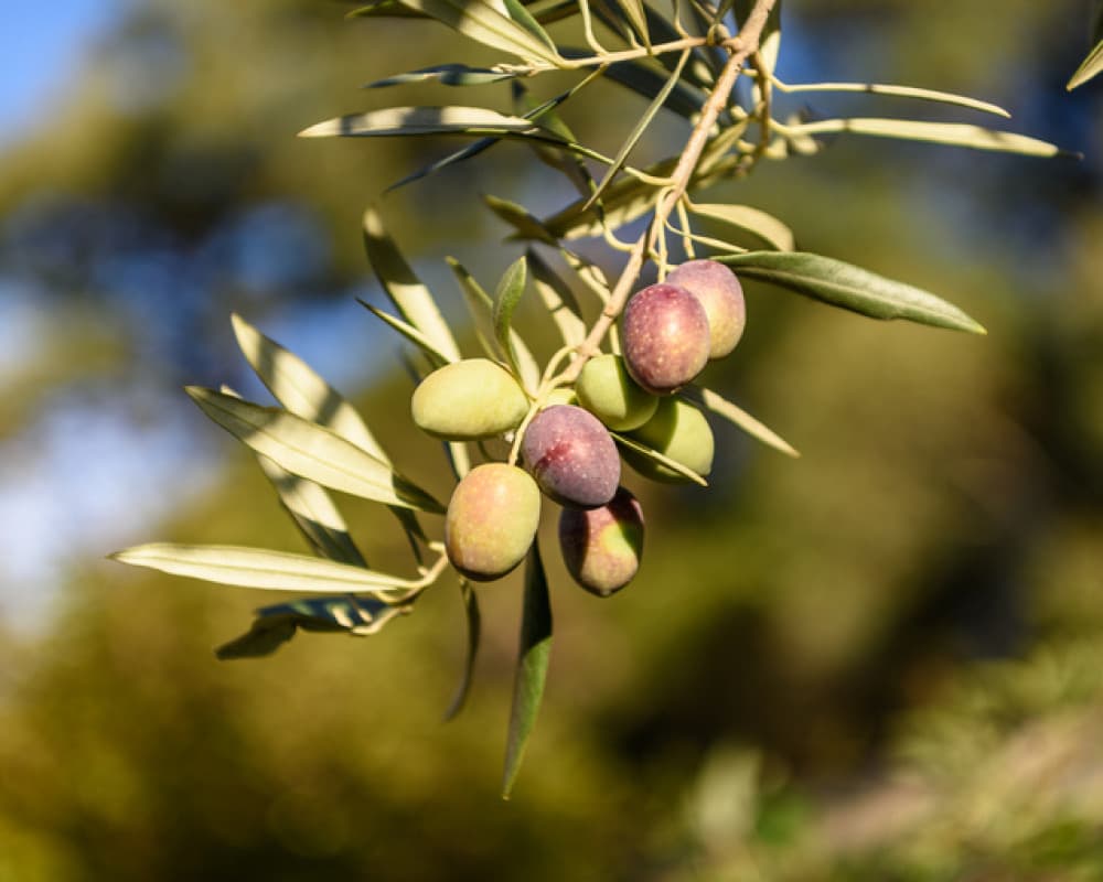 Civil Affairs finalizes olive harvest plans