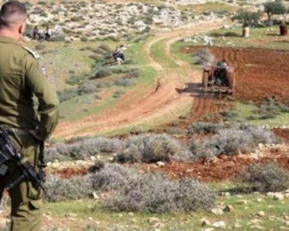 Occupation forces order olive tree removal in Kafr Malek