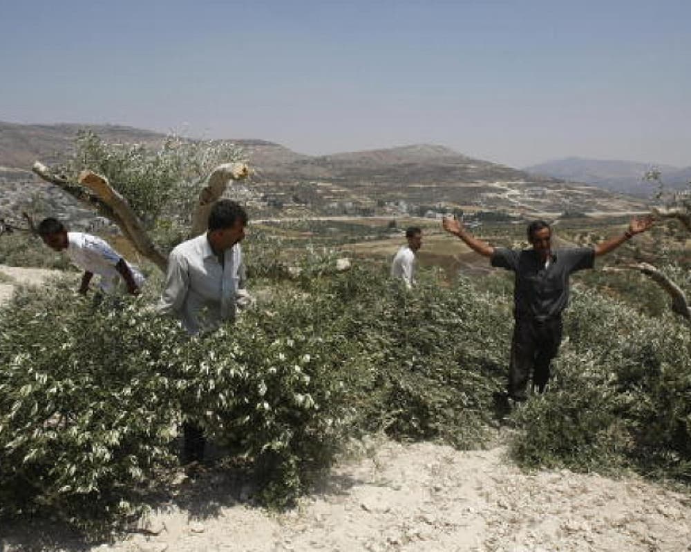West Bank and Jerusalem settler assaults