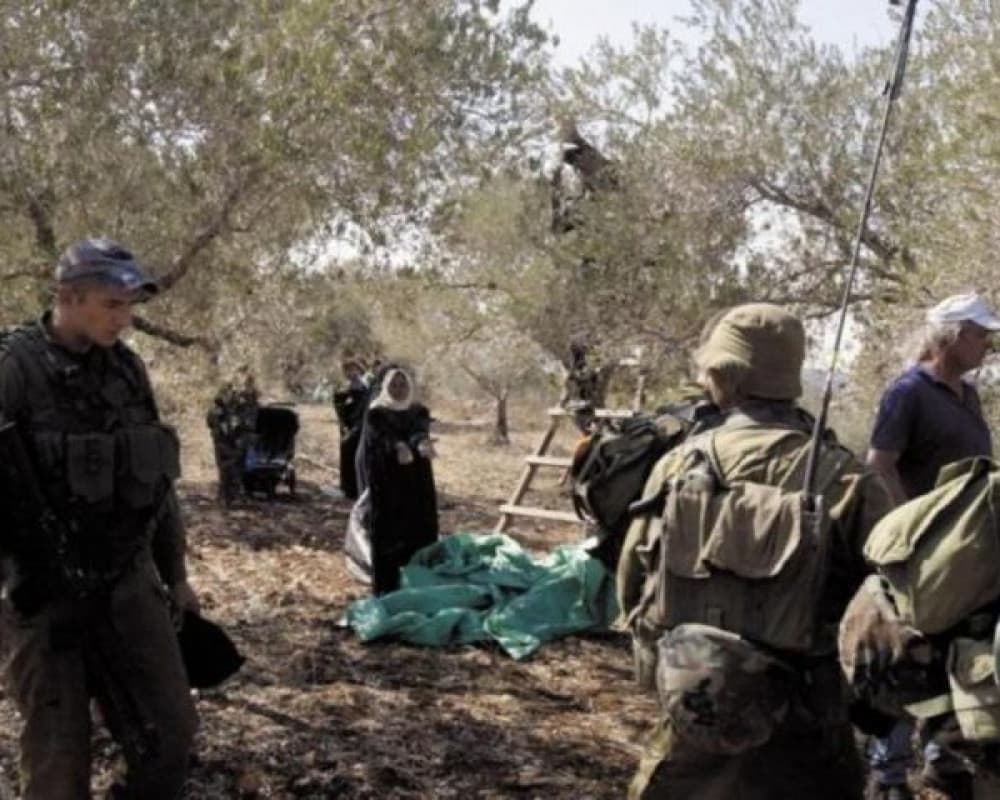 Jerusalem: Settlers Burn 55 Olive Trees