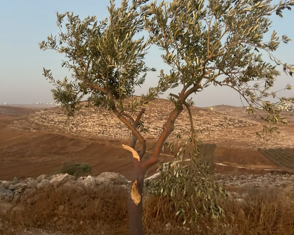 Soldier damages olive branches in Makhmas