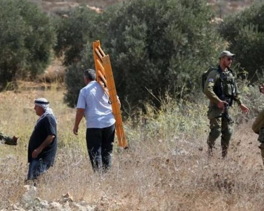 Colonizers Take Vehicle and Olive Supplies in Ain Yabroud