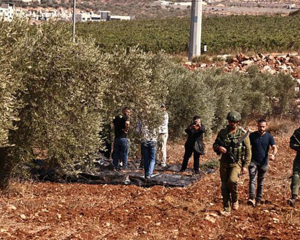 Occupation forces hinder olive harvests south of Jenin