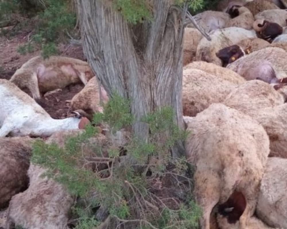 20 sheep killed by settlers in Kafr Malik