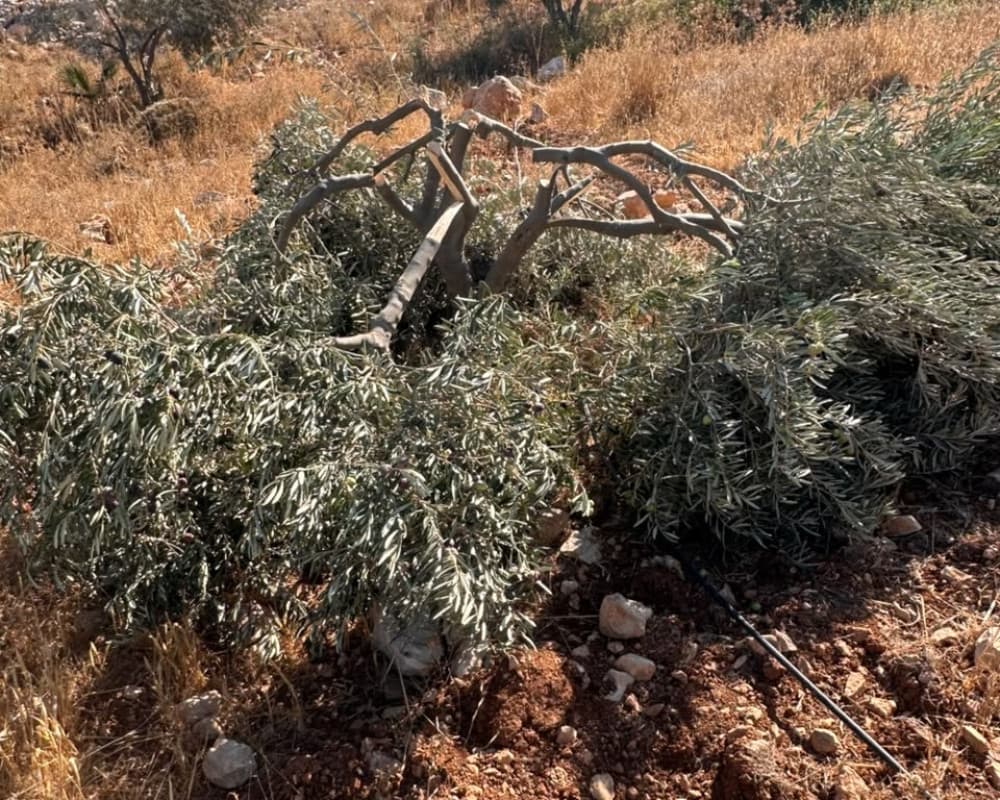 Settlers uproot olive trees in Kisan