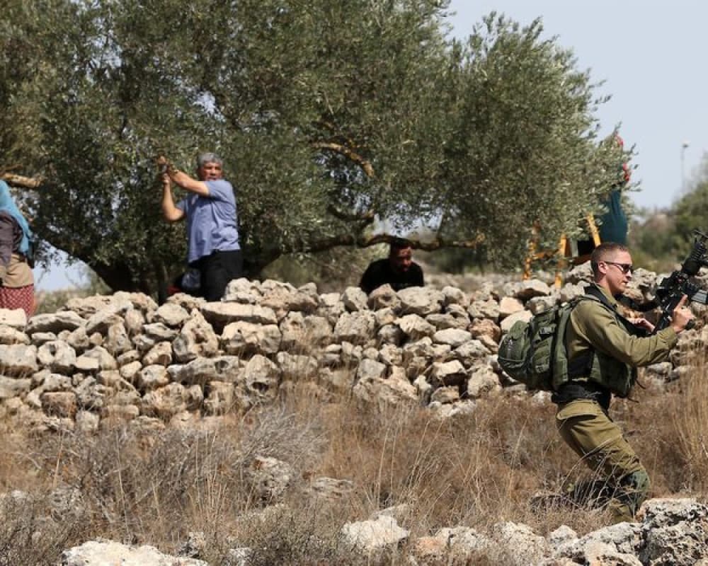 Deir Jarir residents barred from olive harvest