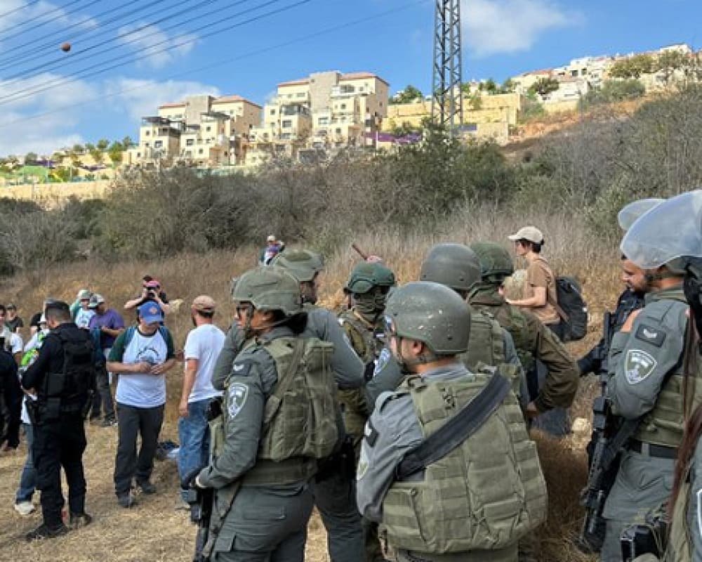 Occupation detains 80 activists during olive harvest