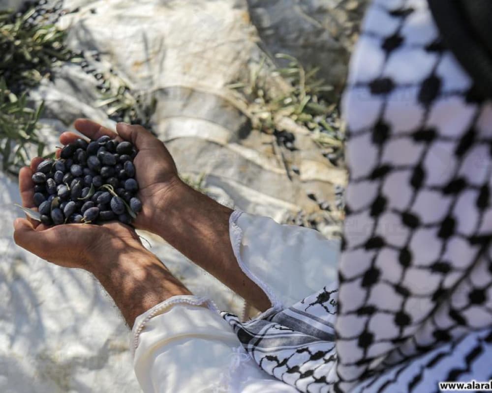 UN: Settler Attacks Displace Palestinians